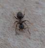 Lasius sp.